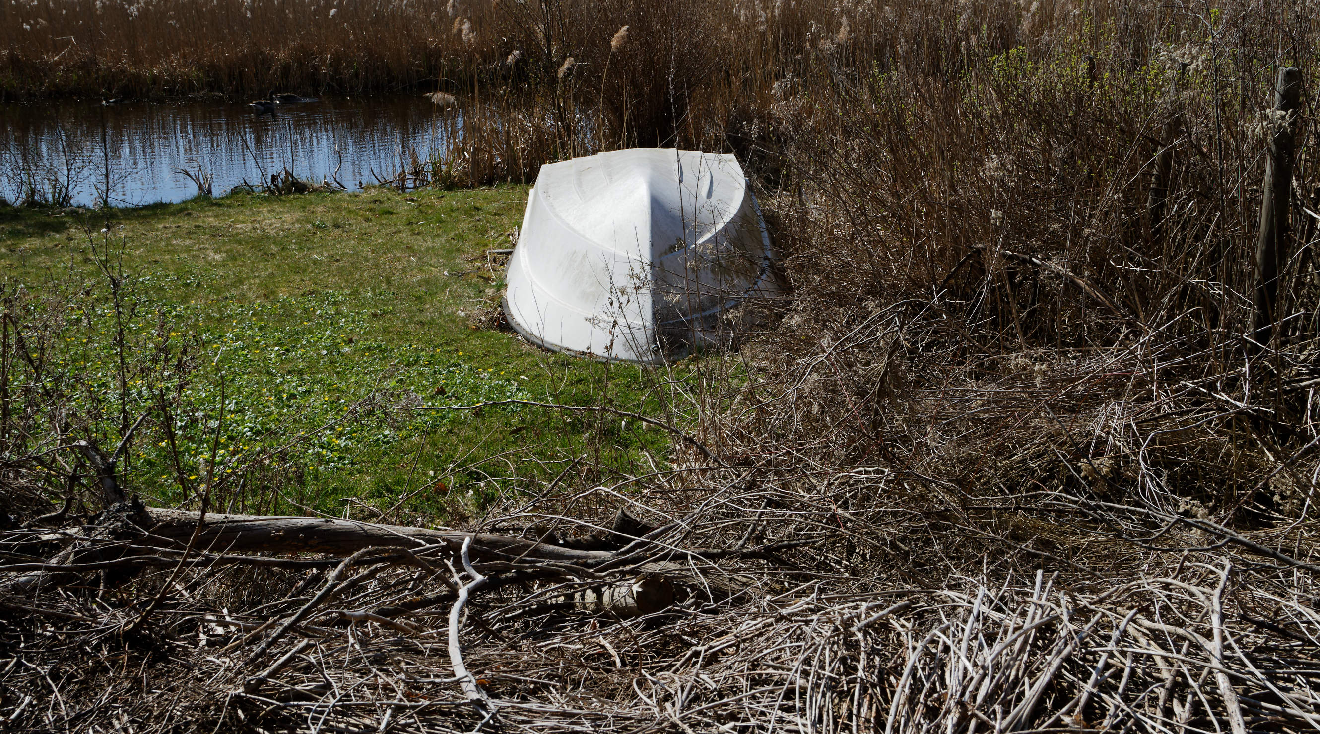 20210420 Lyngby Sø 25